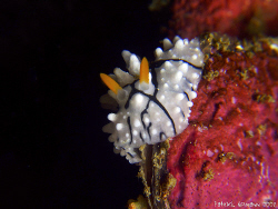 Nudi climbing taken with Fuji E900 & close up lenses by Patrick Neumann 